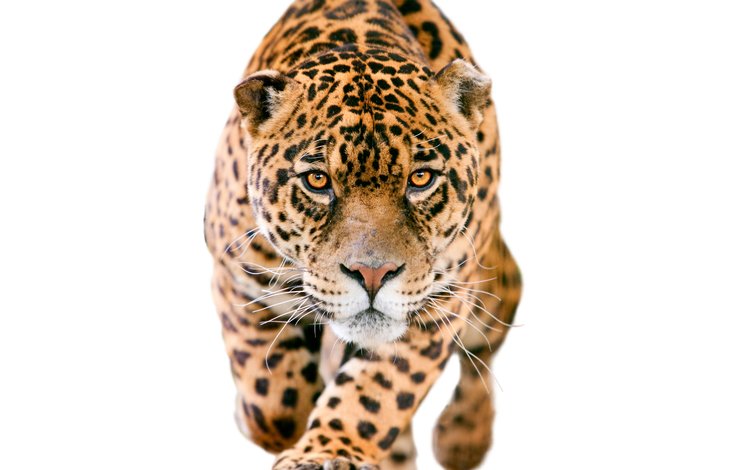 морда, взгляд, хищник, ягуар, белый фон, размытие, пятнистый, крадётся, face, look, predator, jaguar, white background, blur, spotted, sneaks