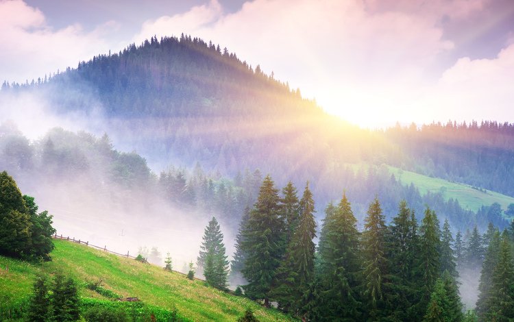 небо, утро, трава, туман, облака, ель, деревья, горы, солнце, лес, лучи, the sky, morning, grass, fog, clouds, spruce, trees, mountains, the sun, forest, rays