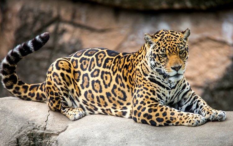 пятна, хищник, ягуар, хвост, spot, predator, jaguar, tail