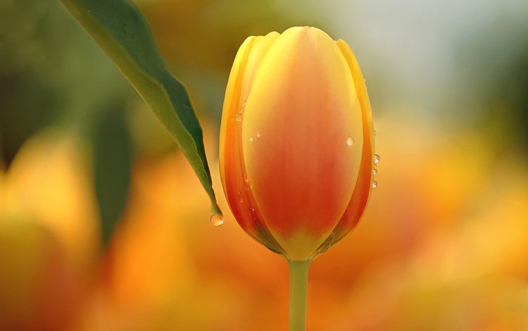 природа, макро, цветок, тюльпан, nature, macro, flower, tulip