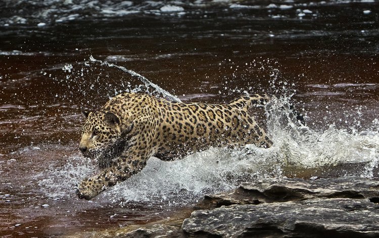 вода, брызги, хищник, ягуар, амазония, (фильм), water, squirt, predator, jaguar, amazon, (film)