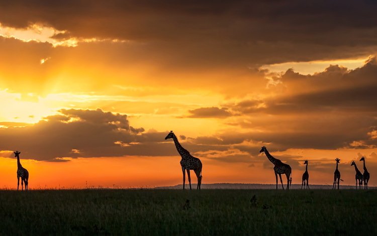 закат, жирафы, кения, масаи мара, sunset, giraffes, kenya, masai mara