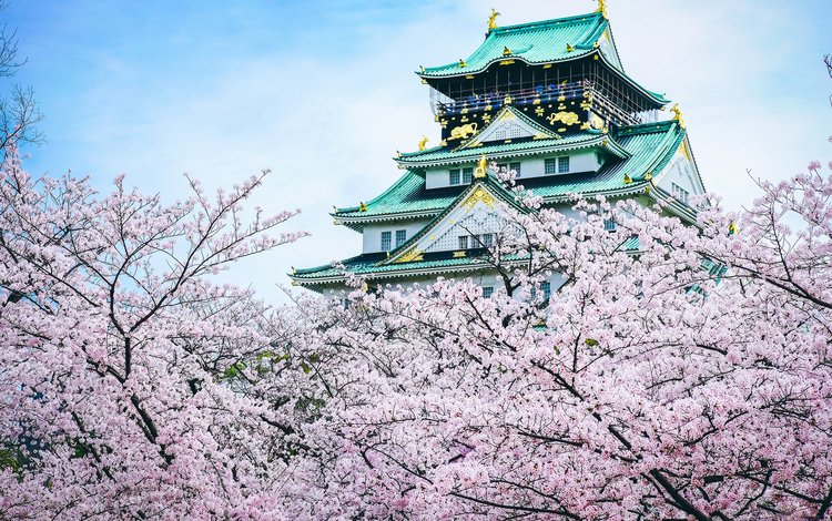 замок, пагода, япония, сакура, castle, pagoda, japan, sakura