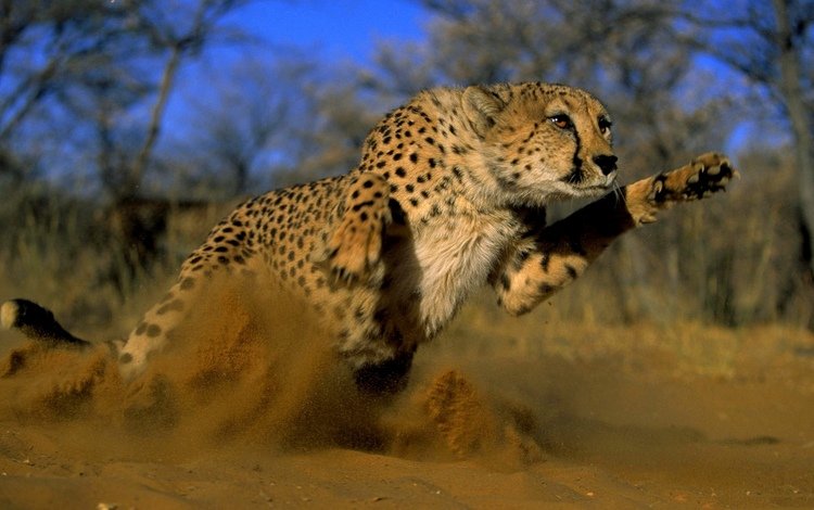 песок, кошка, прыжок, пыль, гепард, дикая, sand, cat, jump, dust, cheetah, wild