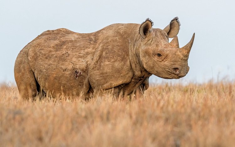 природа, фон, носорог, nature, background, rhino