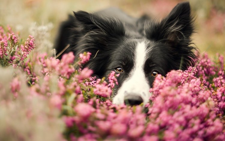 морда, цветы, портрет, собака, бордер-колли, face, flowers, portrait, dog, the border collie