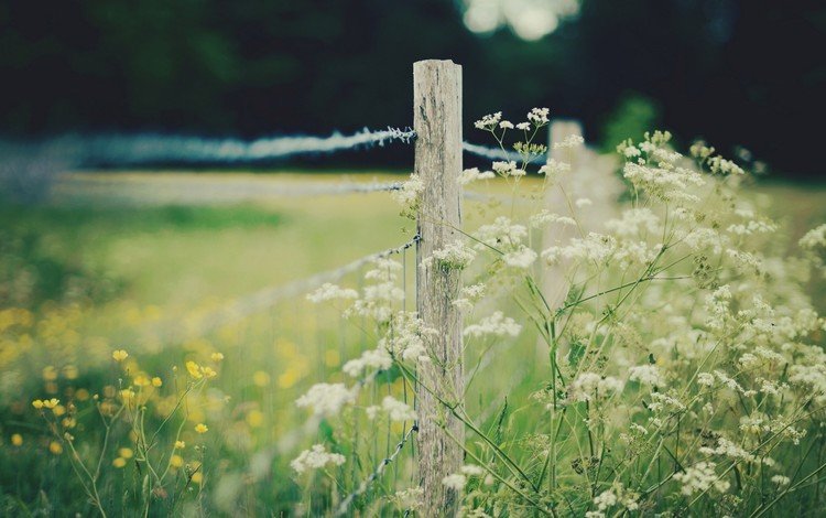 цветы, природа, поле, забор, ограда, flowers, nature, field, the fence, fence