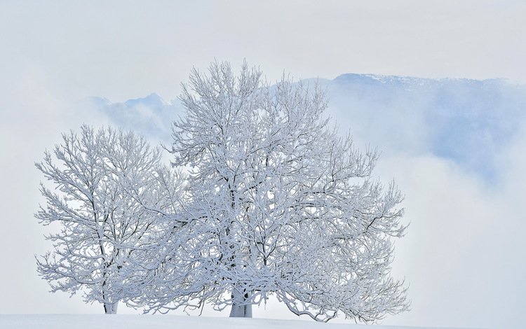 деревья, горы, снег, зима, trees, mountains, snow, winter