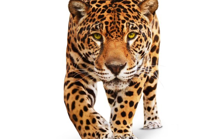 хищник, ягуар, белый фон, животное, зеленые глаза, дикая кошка, predator, jaguar, white background, animal, green eyes, wild cat