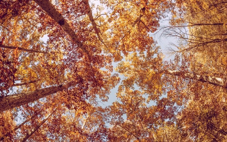 небо, деревья, листва, осень, the sky, trees, foliage, autumn