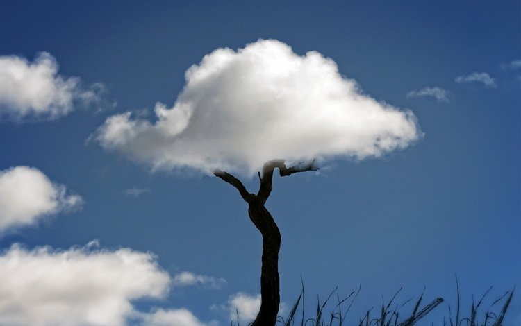 небо, трава, облака, природа, дерево, ствол, the sky, grass, clouds, nature, tree, trunk