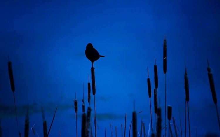 ночь, птица, силуэт, камыши, night, bird, silhouette, the reeds