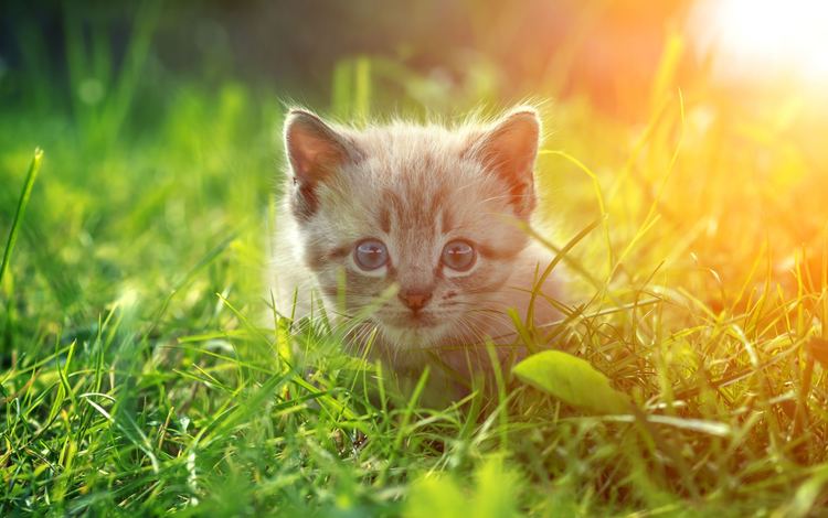 глаза, трава, кот, кошка, взгляд, котенок, eyes, grass, cat, look, kitty