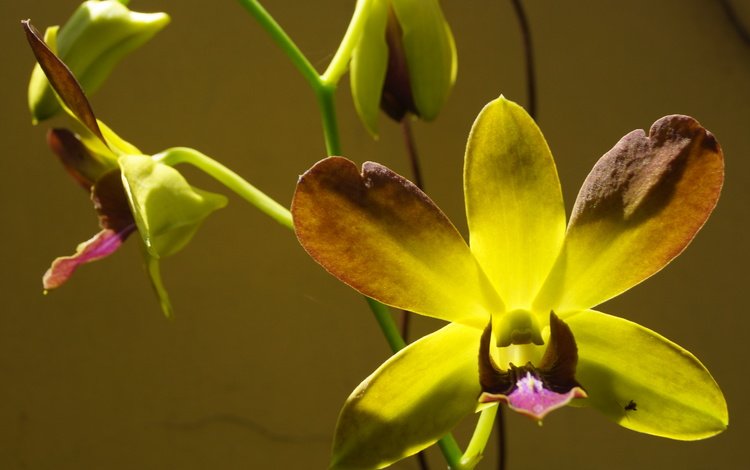 цветы, макро, орхидеи,  цветы, орхидею, flowers, macro, orchids, orchid