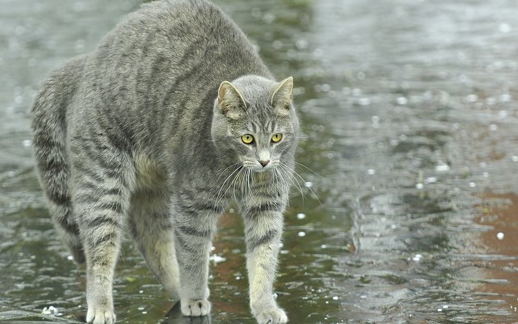 животные, кот, кошка, улица, спина, дождь, animals, cat, street, back, rain