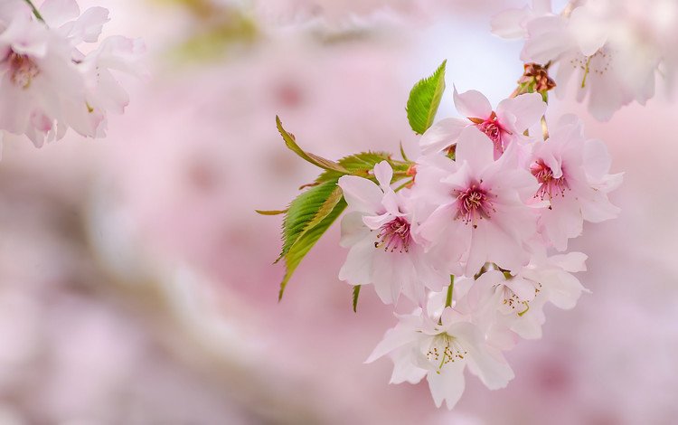 весна, розовый, сакура, нежность, spring, pink, sakura, tenderness