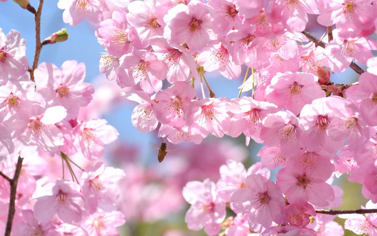 дерево, насекомое, ветки, весна, розовый, вишня, сакура, пчела, tree, insect, branches, spring, pink, cherry, sakura, bee