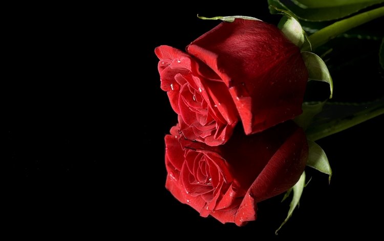 макро, отражение, цветок, роза, красный, бутон, черный фон, macro, reflection, flower, rose, red, bud, black background