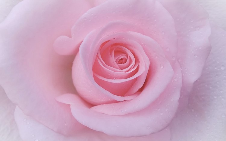 макро, роза, лепестки, бутон, нежность, macro, rose, petals, bud, tenderness