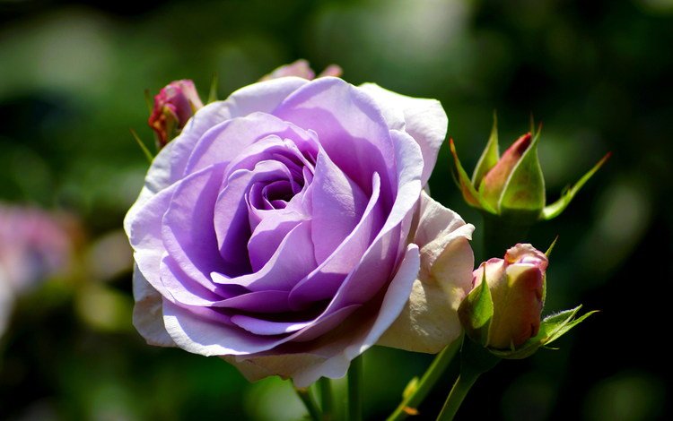 бутоны, цветок, роза, лепестки, фиолетовая, крупным планом, buds, flower, rose, petals, purple, closeup