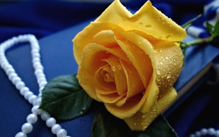 желтый, капли, роза, бутон, ожерелье, yellow, drops, rose, bud, necklace