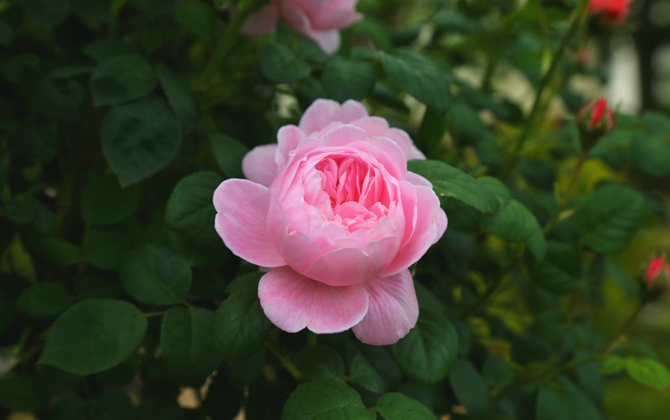 роза, бутон, розовый, куст, rose, bud, pink, bush