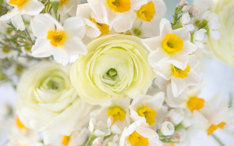 цветы, букет, нарциссы, ранункулюс, flowers, bouquet, daffodils, ranunculus