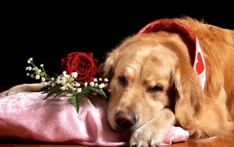 роза, грустный, пес, ретривер, гипсофила, rose, sad, dog, retriever, gypsophila