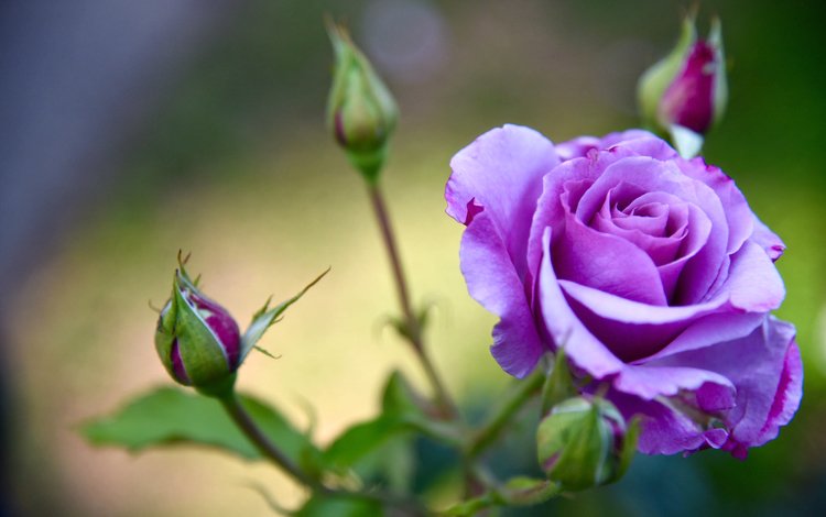 бутоны, роза, лепестки, лиловая, buds, rose, petals, purple