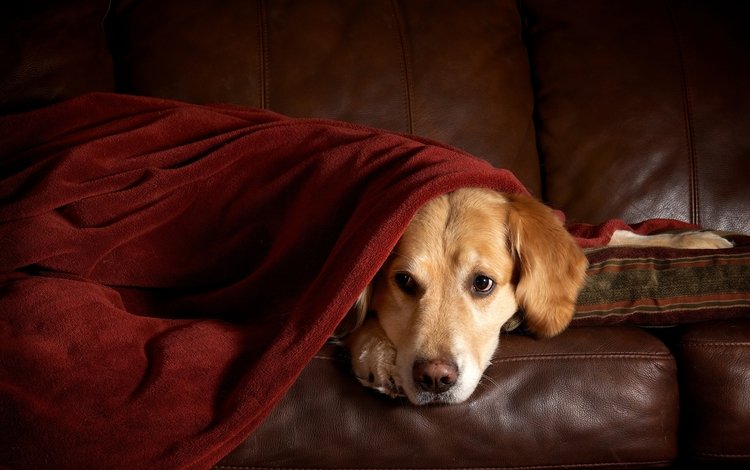 плед, диван, ретривер, золотистый ретривер, plaid, sofa, retriever, golden retriever