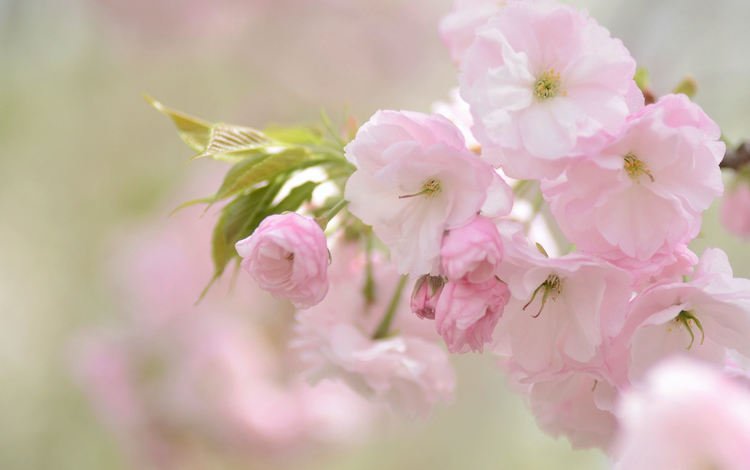 цветы, природа, розовый, вишня, сакура, нежность, flowers, nature, pink, cherry, sakura, tenderness