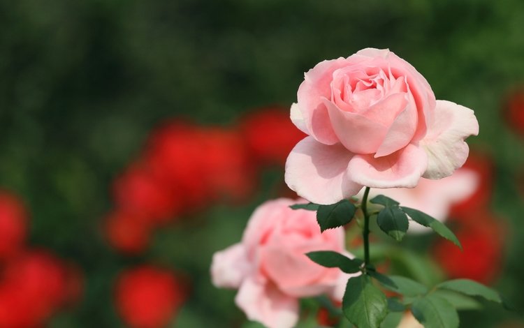 цветок, роза, лепестки, бутон, розовый, flower, rose, petals, bud, pink