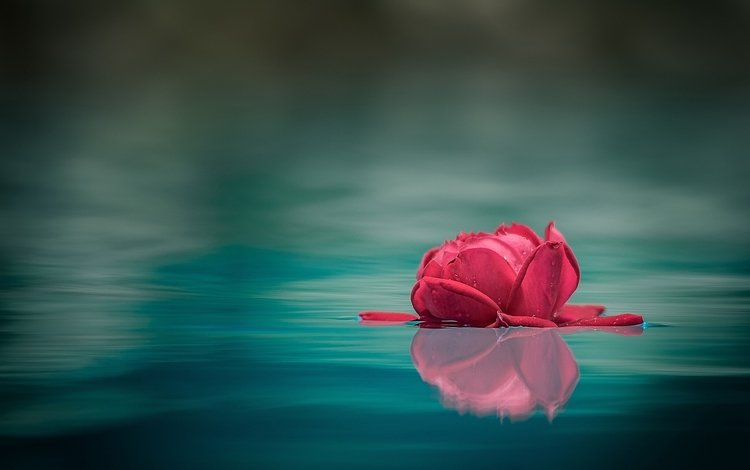 вода, макро, отражение, роза, бутон, water, macro, reflection, rose, bud