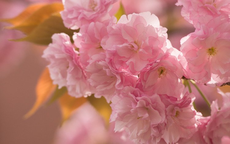 ветка, макро, весна, розовый, вишня, сакура, нежность, branch, macro, spring, pink, cherry, sakura, tenderness