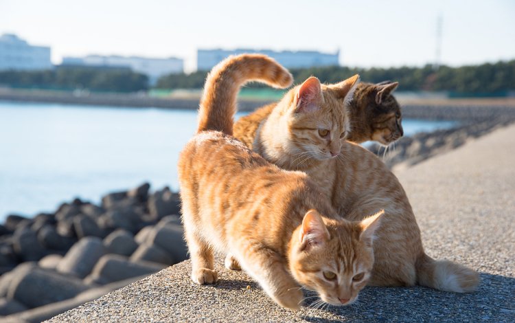 набережная, коты, рыжие кошки, promenade, cats, red cats
