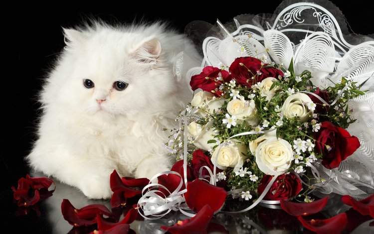 кот, розы, кошка, пушистый, белый, букет, cat, roses, fluffy, white, bouquet
