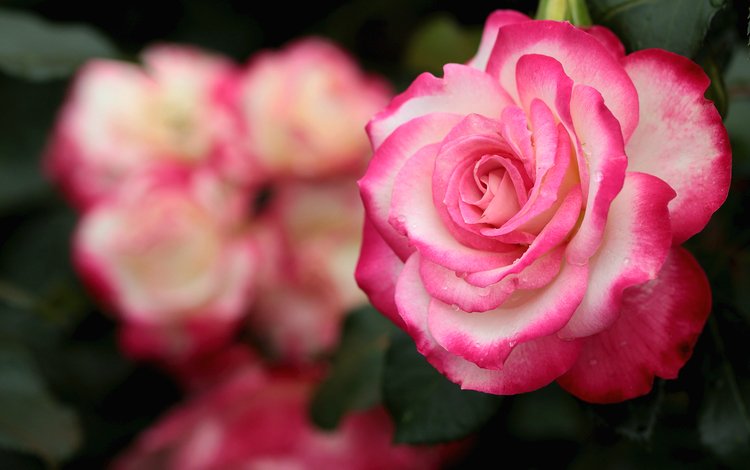 макро, роза, лепестки, красавица, macro, rose, petals, beauty
