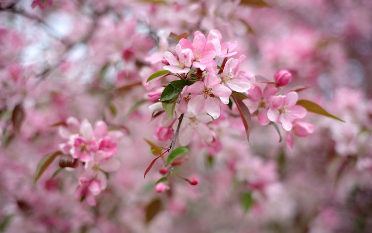 дерево, цветение, весна, розовый, tree, flowering, spring, pink