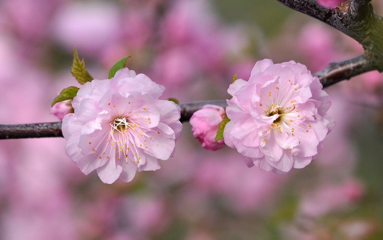ветка, макро, розовый, вишня, сакура, branch, macro, pink, cherry, sakura