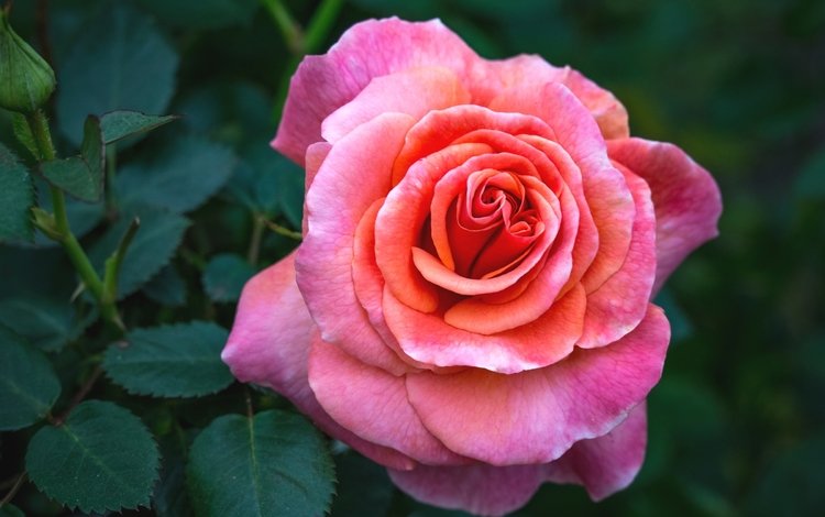макро, цветок, роза, розовый, macro, flower, rose, pink