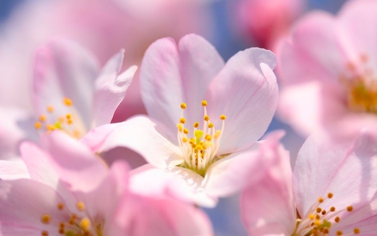 цветение, макро, весна, вишня, сакура, цветки, flowering, macro, spring, cherry, sakura, flowers