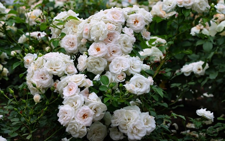 цветы, розы, куст, белые, flowers, roses, bush, white