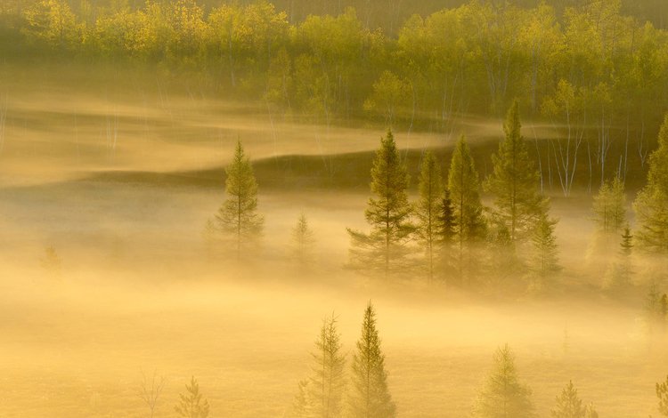 деревья, лес, туман, канада, онтарио, садбери, trees, forest, fog, canada, ontario, sudbury
