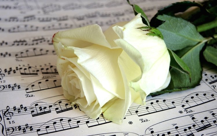 цветок, ноты, роза, бутон, белая, flower, notes, rose, bud, white