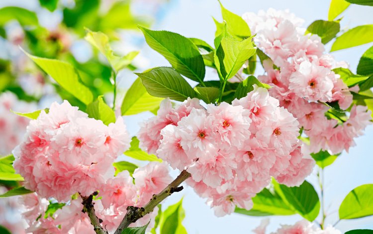 цветы, весна, сакура, flowers, spring, sakura