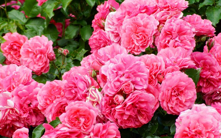 розы, розовый, куст, роскошь, roses, pink, bush, luxury
