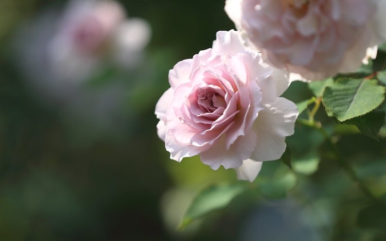 макро, роза, розовый, нежность, macro, rose, pink, tenderness