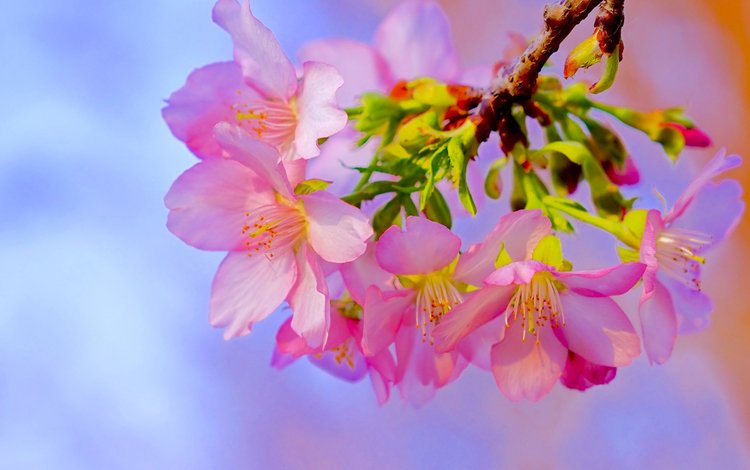 ветка, цветение, макро, весна, вишня, сакура, цветки, branch, flowering, macro, spring, cherry, sakura, flowers