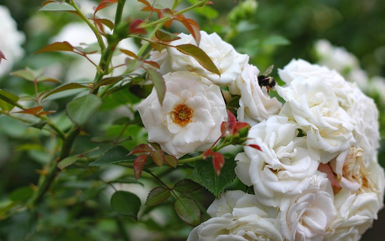 цветы, насекомое, розы, куст, белые, шмель, flowers, insect, roses, bush, white, bumblebee