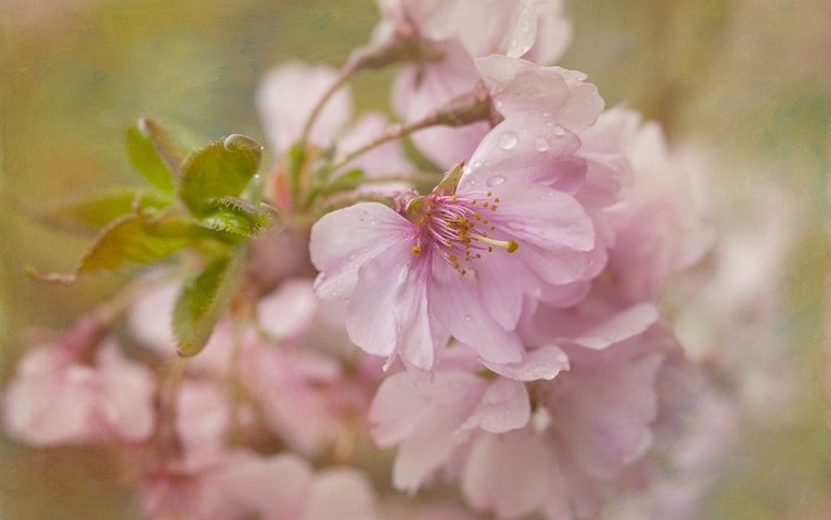 цветение, текстура, макро, вишня, сакура, цветки, flowering, texture, macro, cherry, sakura, flowers